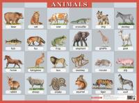 Animals. Животные. Наглядное пособие